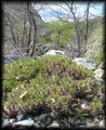 (Otto ex Pfeiffer) Phil. ex K. Schum,Maihuén,Opuntia poeppigiih,Hardy cactus,Espina Blanca,کاکتوس ان